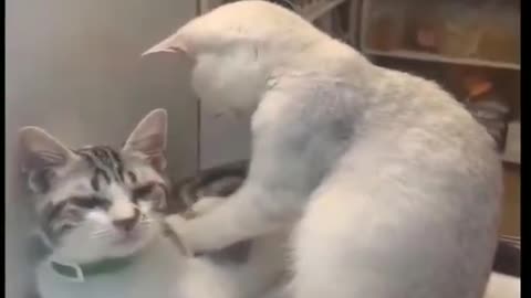 Cat spa for massage with music