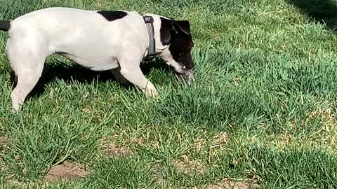 Got her first Gopher