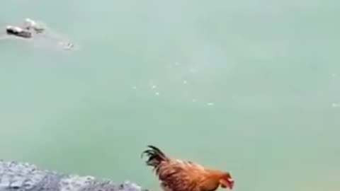 Cock narrowly escapes from crocodile