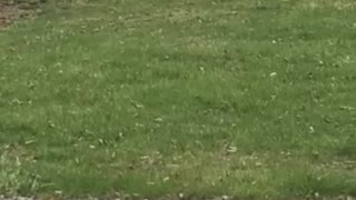 Chased by a Turkey