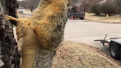 Squirrel Frozen to Tree