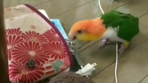 A Parrots trying to Fly With Key l Very Funny Video