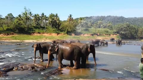 Elephant Bath