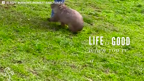Rescued Wombats Prove That You Can't Ever Have Too Much Fun
