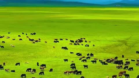 Cattle on the prairie