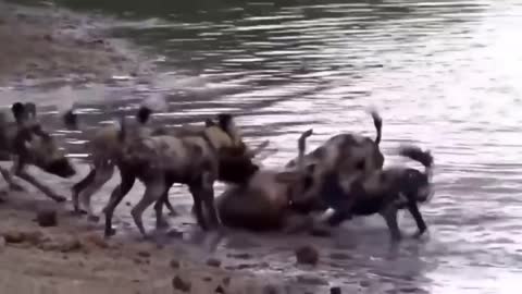 Untiring African Dogs.