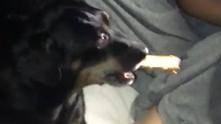 Black dog holding big bone