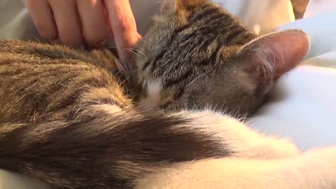 Purring Baby Cat Sleeps Like a Fox