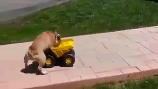 dog chauffeur