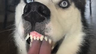 Husky Dog wants Attention