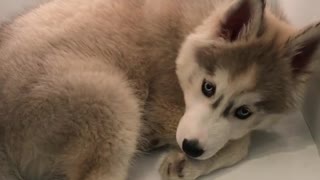 Husky Puppy Cools Down Inside Refrigerator Shelf