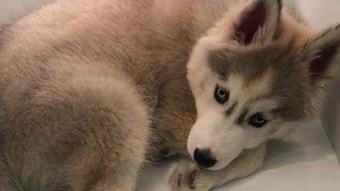Husky Puppy Cools Down Inside Refrigerator Shelf