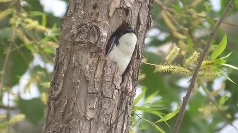 466 Tree Sparrow Waiting For Mate