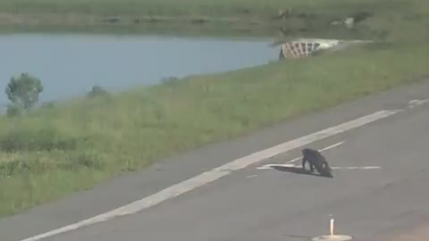 Alligator on airport runway in Florida delays plane