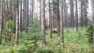 Close Encounter With a Grizzly Bear While Biking