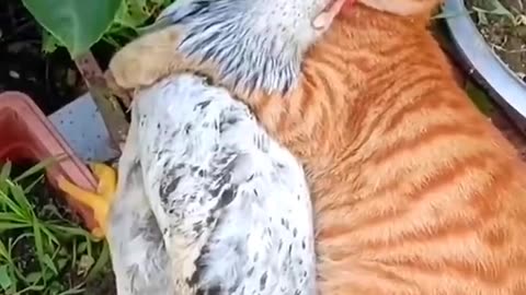 Cat and cock comedy