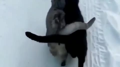 Коты греют друг друга!