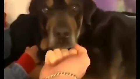 Dog video angry