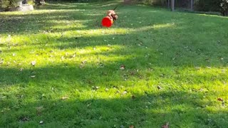 Guy plays fetch with an orange bucket and his brown boxer dog