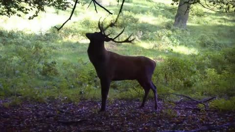 Animals relaxing video