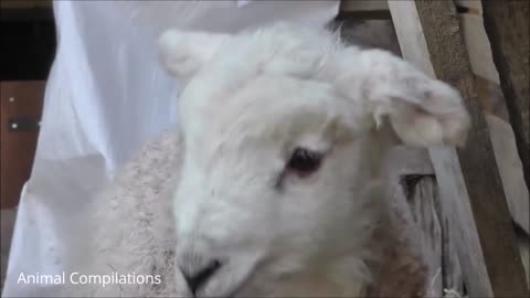 Cute Baby Lamb (Sheep) - CUTEST Compilation