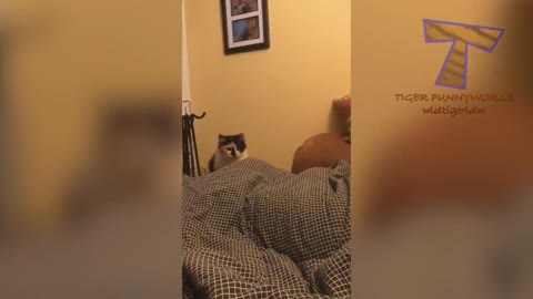 very hillarious cat