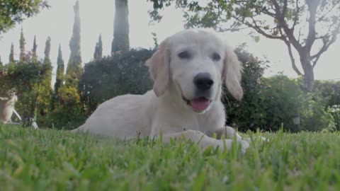 Funny Female Dog Sitting After Long Ball Play On Grass