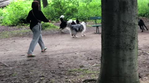 Australian Shepherd Otis