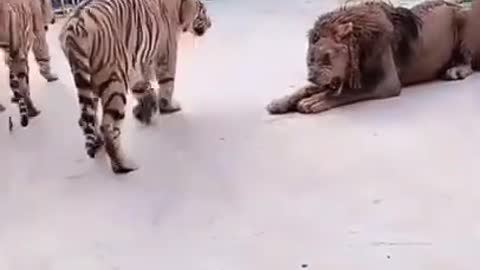 Tigers vs lion fight