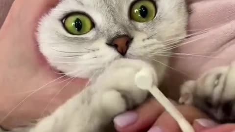 Trimming Cat Hair & Cleaning Teeth #Shorts