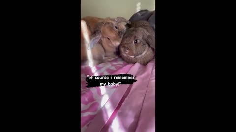 Mama bunny sees her baby after six months, has the sweetest reaction##🐰🐰🐇🐇
