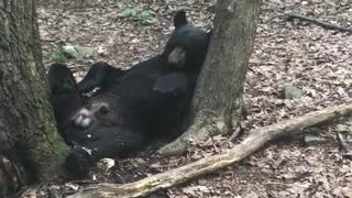 Black Bear Taking a Cat Nap