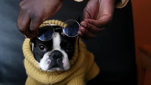 Putting Sunglasses to Dog