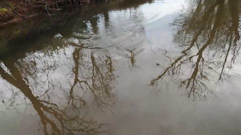 PA December creek fishing.