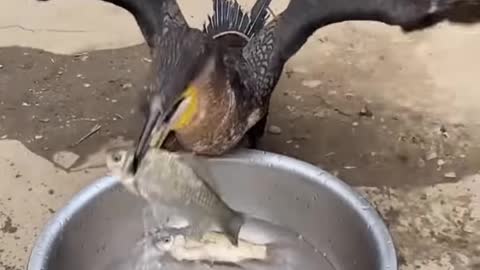 Cormorant bird eats whole fish instantly