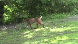 Bobcat Strolling Casually Through Backyard