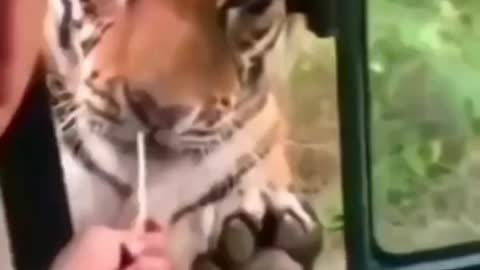 Tiger funny video #funny #viral #short