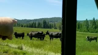 Mama cow chases coyote