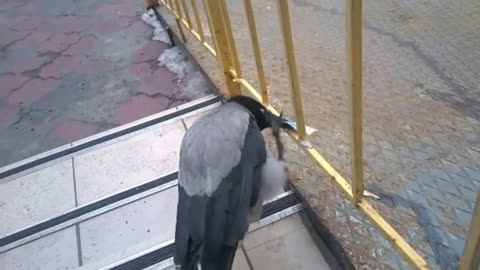 Crow Stealing Money | Funny Bird Thug Life Moment