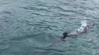 Surfing with Some Dolphins in Tobago