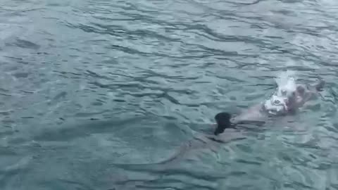 Surfing with Some Dolphins in Tobago