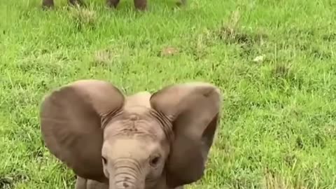 Africa 📍 Have you ever seen a baby elephant? 🥰