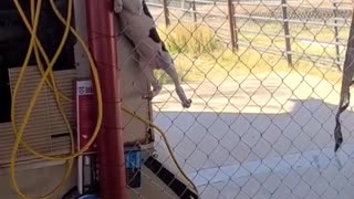 Puppy Finds Her Way Up Fence