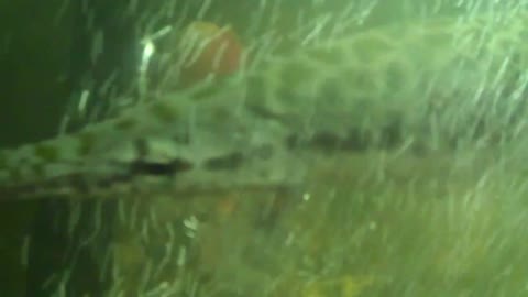 Alligator Gar Eating a Baby Pinky Mouse