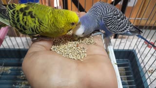 A couple parakeet eating from my hand