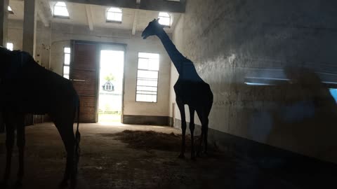 Giraffes are so tall