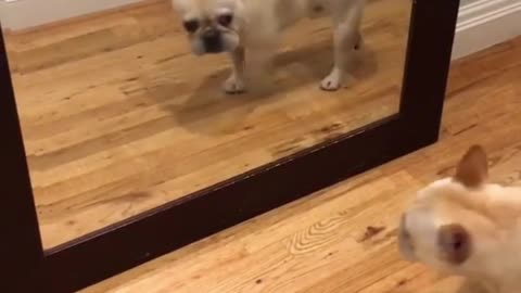 This pug walks by and is startled by his own reflection in the mirror