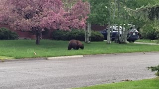 Bear Spotted in Bozeman