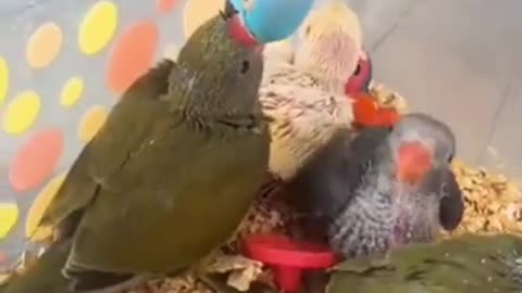 Parrot talking to baby Parrots 🦜