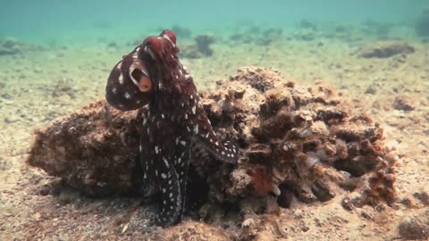 octopus changes color and texture